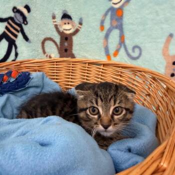 Musa -  Domestic Short Hair Cat for Adoption in Riverwoods, Illinois - Musa | PetCurious
