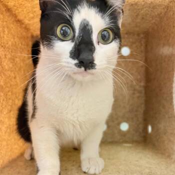 Domestic Short Hair Cats Available for Adoption - Rosemary | PetCurious