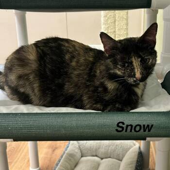 Snow -  Domestic Short Hair Cat for Adoption in Lakewood, Colorado - Snow | PetCurious
