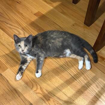 Lucy 2 -  Domestic Short Hair Cat for Adoption in Cumming, Georgia - Lucy 2 | PetCurious