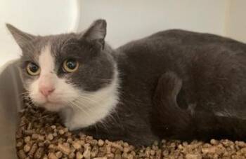 Domestic Short Hair Cats Available for Adoption - Sheldon (bond: Cooper) | PetCurious