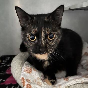 Saffron -  Domestic Short Hair Cat for Adoption in Sarasota, Florida - Saffron | PetCurious