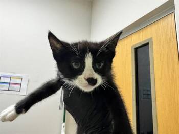 Domestic Short Hair Cats Available for Adoption in Pueblo, Colorado - GIMME GIMME GIMME | PetCurious
