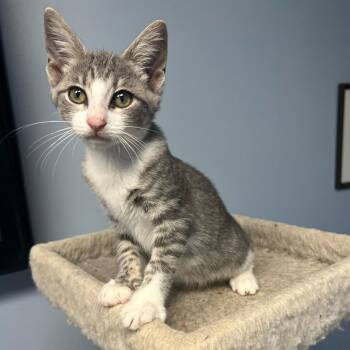 Possum -  Domestic Short Hair Cat for Adoption in Granville, Ohio - Possum | PetCurious