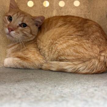 Domestic Short Hair Cats Available for Adoption in Memphis, Tennessee - Ice Man | PetCurious