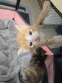 Domestic Short Hair Cats Available for Adoption in Fort Lauderdale, Florida - A2475467 | PetCurious