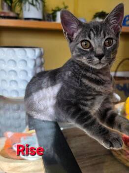 Rise -  Domestic Short Hair Cat for Adoption in Duxbury, Massachusetts - Rise | PetCurious