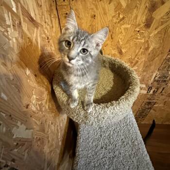 Rescue Domestic Short Hair Cats for Adoption in Reisterstown, Maryland - Reeses Puffs | PetCurious