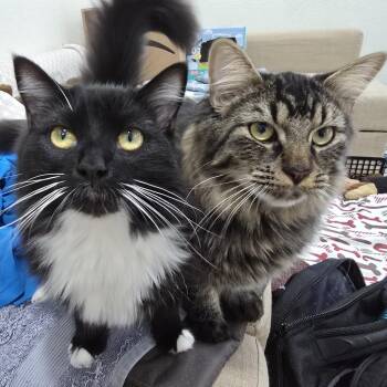 Domestic Long Hair Cats Available for Adoption in Los Angeles, California - Stormy | PetCurious