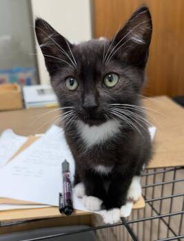 Hughie -  Domestic Short Hair Cat for Adoption - Hughie | PetCurious