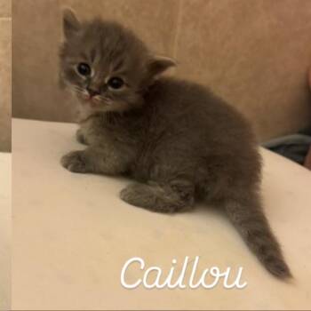 Domestic Medium Hair Cats Available for Adoption in Bel Air, Maryland - Cailou | PetCurious