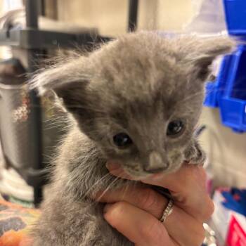 Cleo De Nile -  Domestic Short Hair Cat for Adoption in Council Bluffs, Iowa - Cleo De Nile | PetCurious