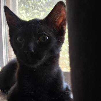 Logan -  Domestic Short Hair Cat for Adoption in Hemet, California - Logan | PetCurious