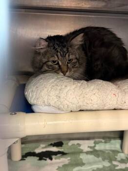 Oscar -  Domestic Long Hair Cat for Adoption in Virginia, Minnesota - Oscar | PetCurious
