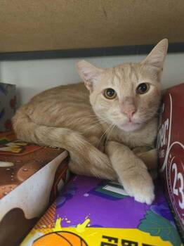 Diet Orange Crush -  Domestic Short Hair Cat for Adoption in Tucson, Arizona - Diet Orange Crush | PetCurious