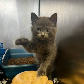 Bob the Builder -  Domestic Medium Hair Cat for Adoption in Houston, Texas - Bob The Builder | PetCurious