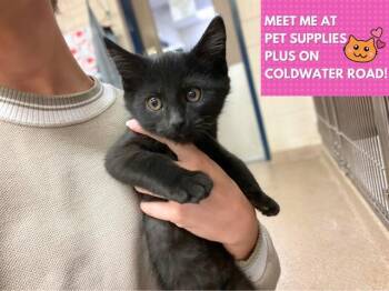 Rescue Domestic Short Hair Cats for Adoption in Fort Wayne, Indiana - KOOKY KERMIT | PetCurious