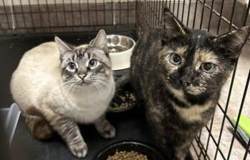 Siamese Cats Available for Adoption - Courtesy Posting Toby And Mama | PetCurious