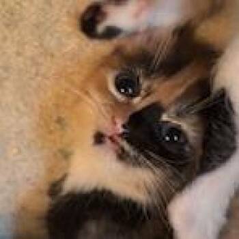Nixie -  Domestic Short Hair Cat for Adoption in Cumming, Georgia - Nixie | PetCurious