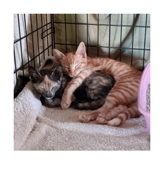Spark -  Domestic Short Hair Cat for Adoption - Spark | PetCurious