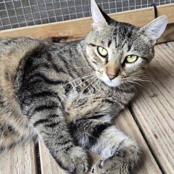 Rummy -  Domestic Short Hair Cat for Adoption in Concord, New Hampshire - Rummy | PetCurious