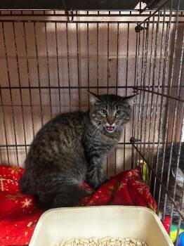 Domestic Long Hair Cats Available for Adoption in Gautier, Mississippi - Venus | PetCurious
