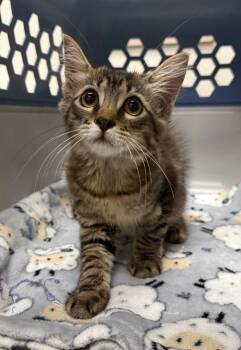 Anthem -  Domestic Medium Hair Cat for Adoption in Sorrento, Louisiana - Anthem | PetCurious