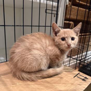 Rescue Domestic Short Hair Cats for Adoption in Boca Raton, Florida - Ari | PetCurious