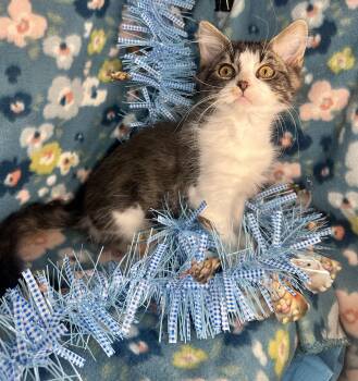 Siberian and Maine Coon Cats Available for Adoption - Ragamuffin | PetCurious