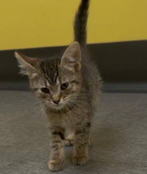 Curry -  Domestic Short Hair Cat Available for Adoption in Osseo, Michigan - Curry | PetCurious