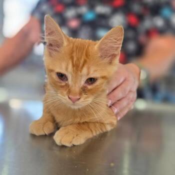 Fred -  Domestic Medium Hair Cat for Adoption in Chapel Hill, North Carolina - Fred | PetCurious