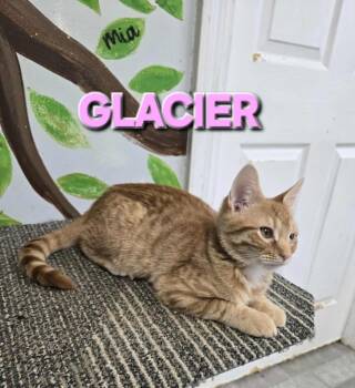 Rescue Domestic Short Hair Cats for Adoption in Rome, Georgia - Glacier | PetCurious