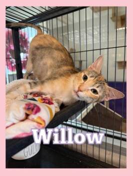 Willow -  Domestic Short Hair Cat for Adoption in Bridgewater, New Jersey - Willow | PetCurious