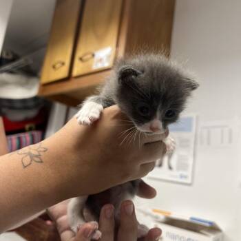 Domestic Short Hair Cats Available for Adoption in St. Louis, Missouri - Francias | PetCurious