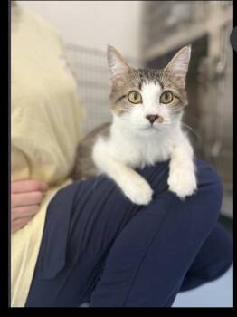 Bruce -  Domestic Short Hair Cat for Adoption in Lafayette, Colorado - Bruce | PetCurious
