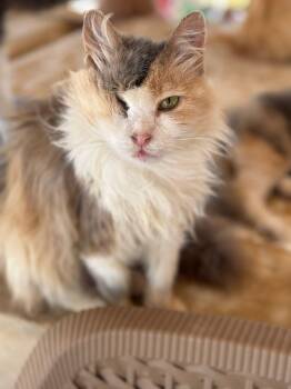 Rescue Turkish Angora and Calico Cats for Adoption in Newmarket, Ontario - ALIA | PetCurious