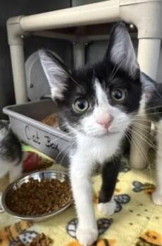 Ghost Pepper -  Domestic Short Hair Cat for Adoption in Marshall, North Carolina - Ghost Pepper | PetCurious