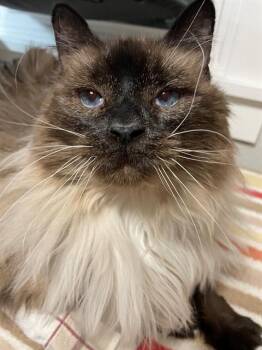 Ragdoll Cats Available for Adoption in Colorado Springs, Colorado - SIERRA | PetCurious