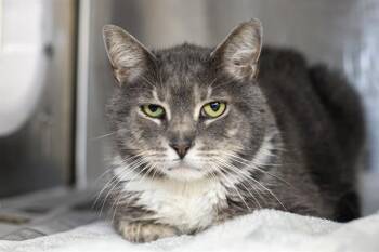 Domestic Short Hair Cats Available for Adoption in Charlotte, North Carolina - PHAROAH | PetCurious