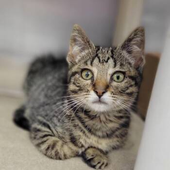 Dumpling -  Domestic Short Hair Cat for Adoption in Milan, Illinois - Dumpling | PetCurious