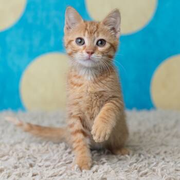 Rescue Domestic Short Hair Cats for Adoption in Saint Paul, Minnesota - Topaz | PetCurious
