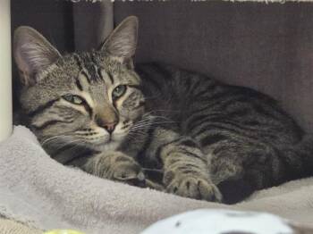 FRED -  Domestic Short Hair Cat for Adoption in Omaha, Nebraska - FRED | PetCurious