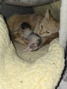 Peaches -  Domestic Short Hair Cat for Adoption in Pacifica, California - Peaches | PetCurious