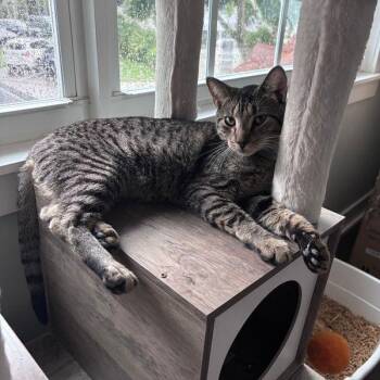 Domestic Short Hair Cats Available for Adoption in Buffalo, New York - Rowan | PetCurious