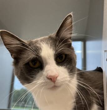 Rescue Domestic Short Hair Cats for Adoption in Bloomington, Illinois - ALEX | PetCurious