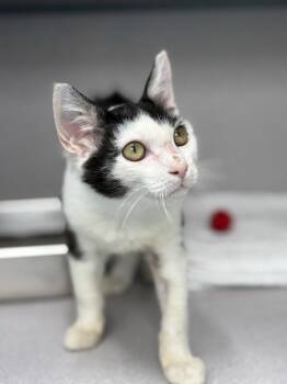 Bartleby -  Domestic Short Hair Cat for Adoption in Montgomery, New Jersey - Bartleby | PetCurious