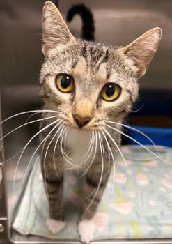 Chicken Salad -  Domestic Short Hair Cat for Adoption in Ocala, Florida - Chicken Salad | PetCurious