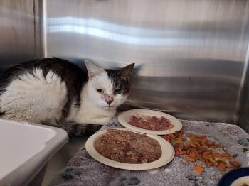 Domestic Short Hair Cats Available for Adoption in Ellicott City, Maryland - Sugar | PetCurious