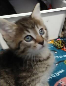 Blue Ridge -  Domestic Short Hair Cat Available for Adoption in Marshall, North Carolina - Blue Ridge | PetCurious