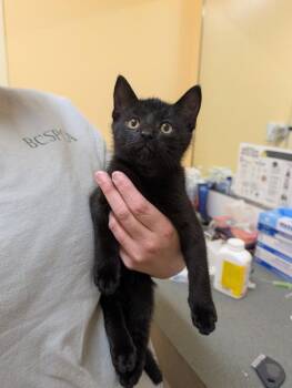 Arthur -  Domestic Short Hair Cat for Adoption in Sechelt, British Columbia - Arthur | PetCurious
